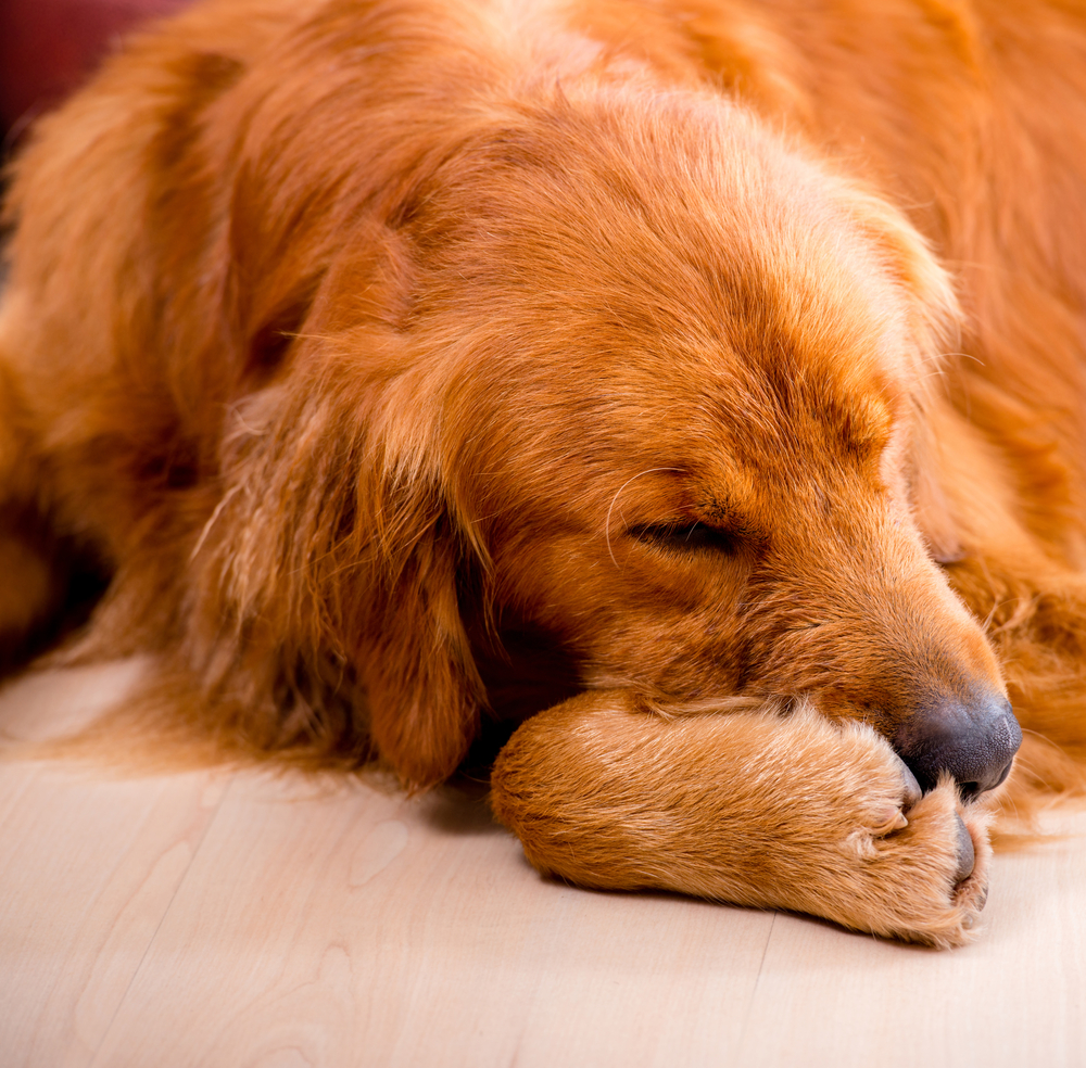 Very tired dog sleeping and lying on the floor